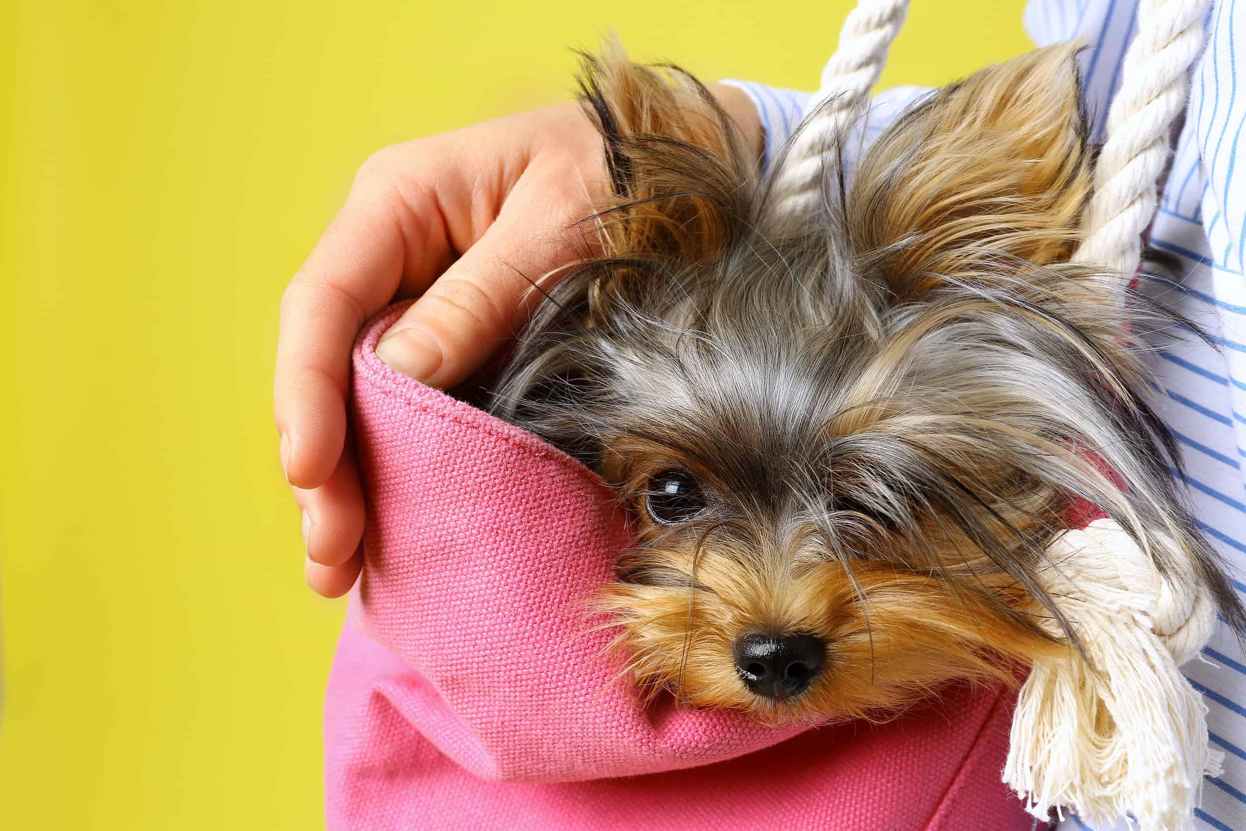 Adorable Yorkie in a pink carrier bag wearing a designer acrylic pet ID tag