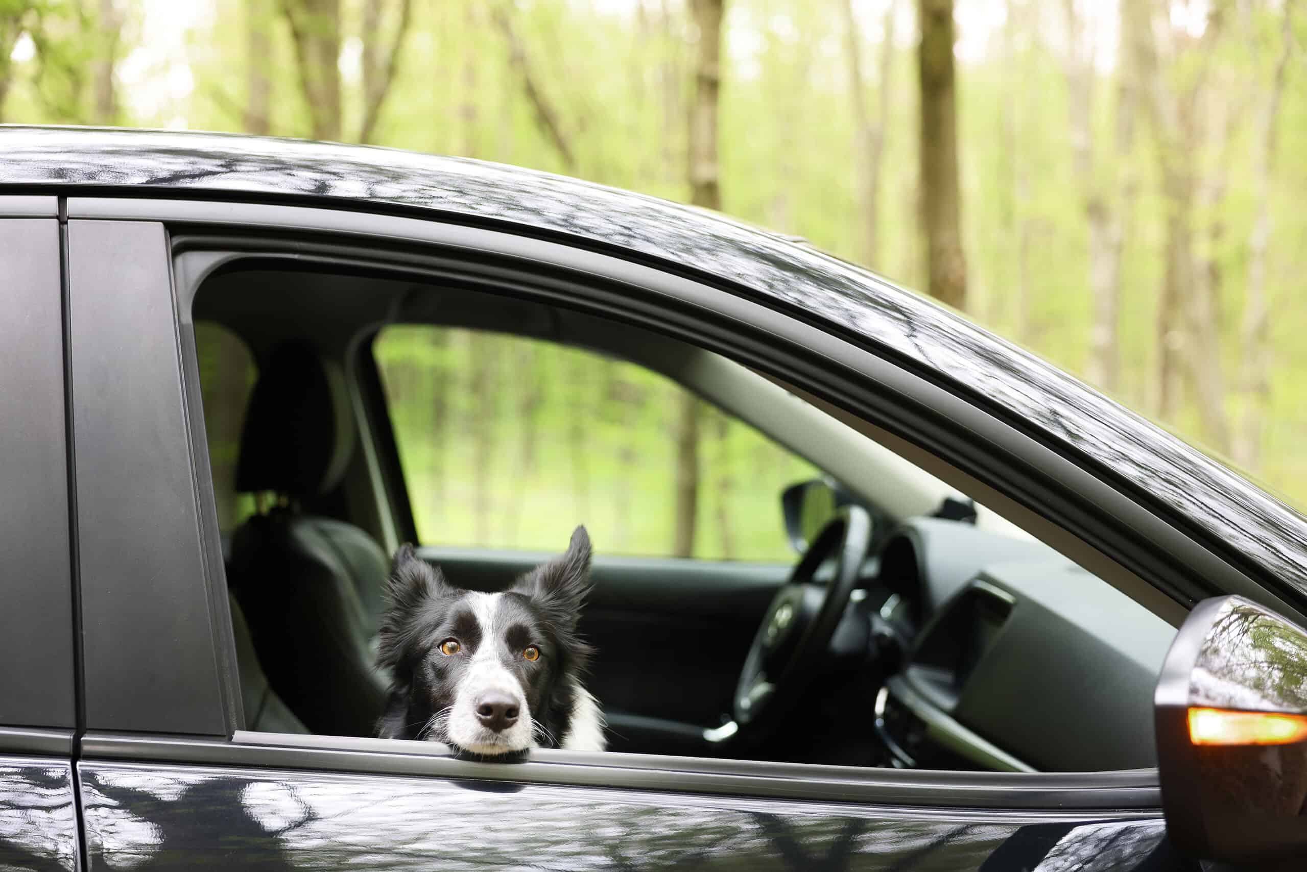 Adorable border collie peeking out of an open car window during a road trip