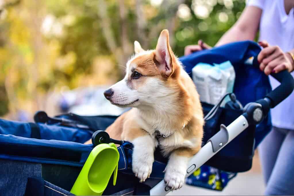 Dog in stroller with designer acrylic pet ID tag and NFC technology.