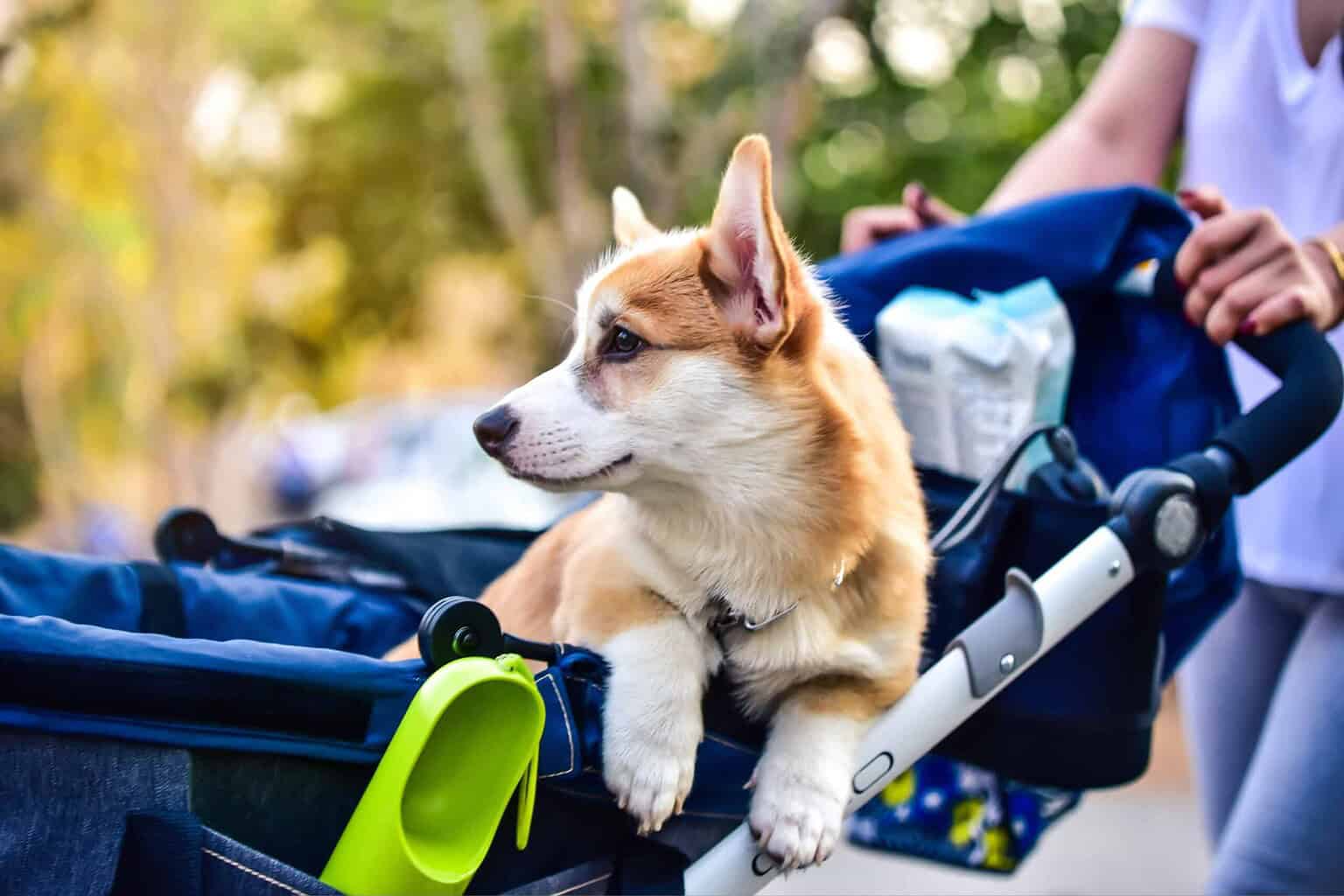 Dog in stroller with designer acrylic pet ID tag and NFC technology.