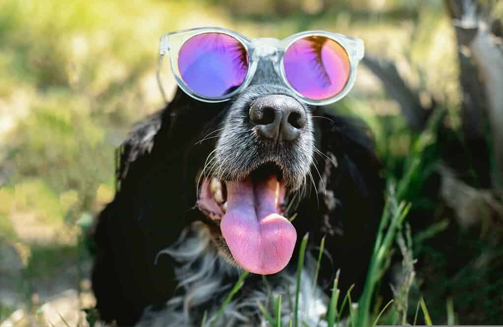 Dog wearing stylish sunglasses outdoors in a natural setting.