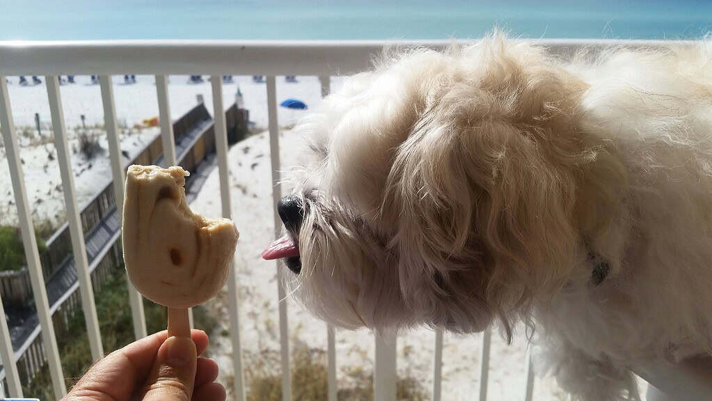 Fluffy white dog eagerly licking toward a frozen treat on a sunny balcony