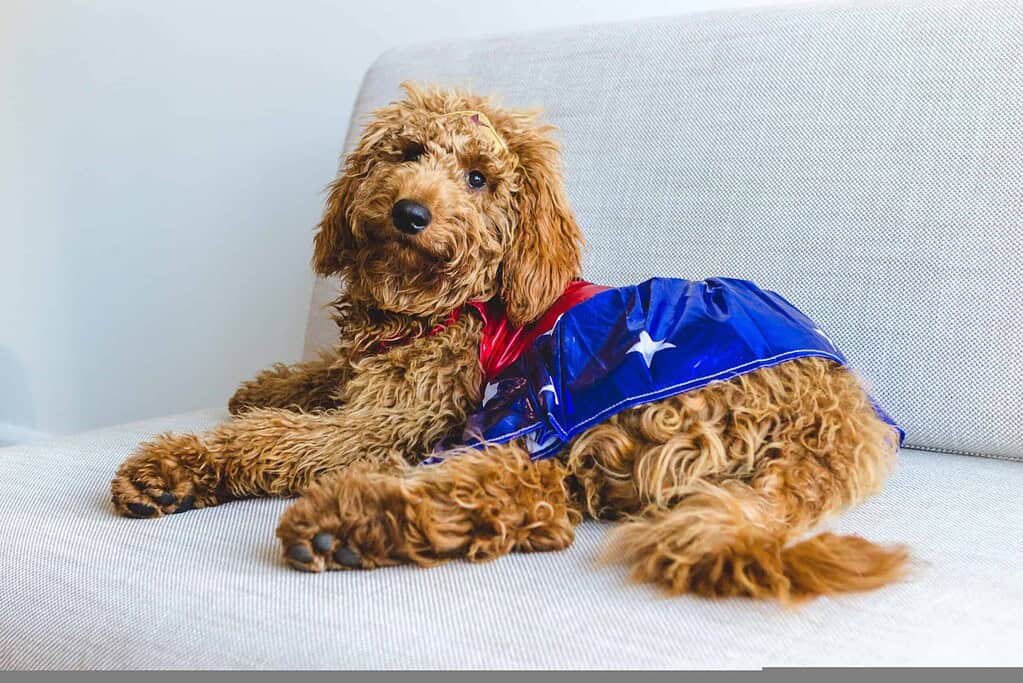 Adorable poodle in a blue superhero cape — the playful look that suits dinosaur and themed dog tags
