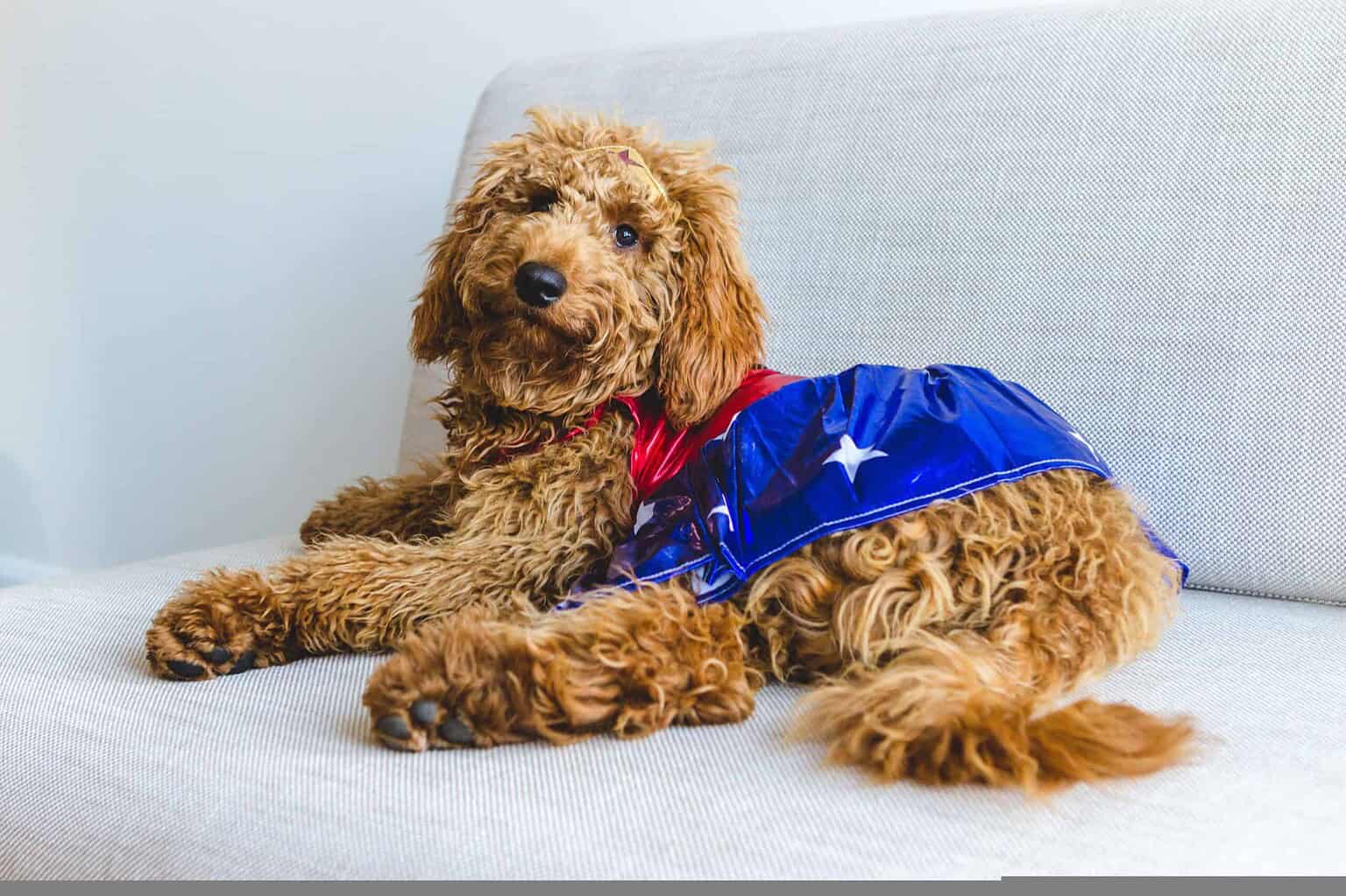 Adorable poodle in a blue superhero cape — the playful look that suits dinosaur and themed dog tags