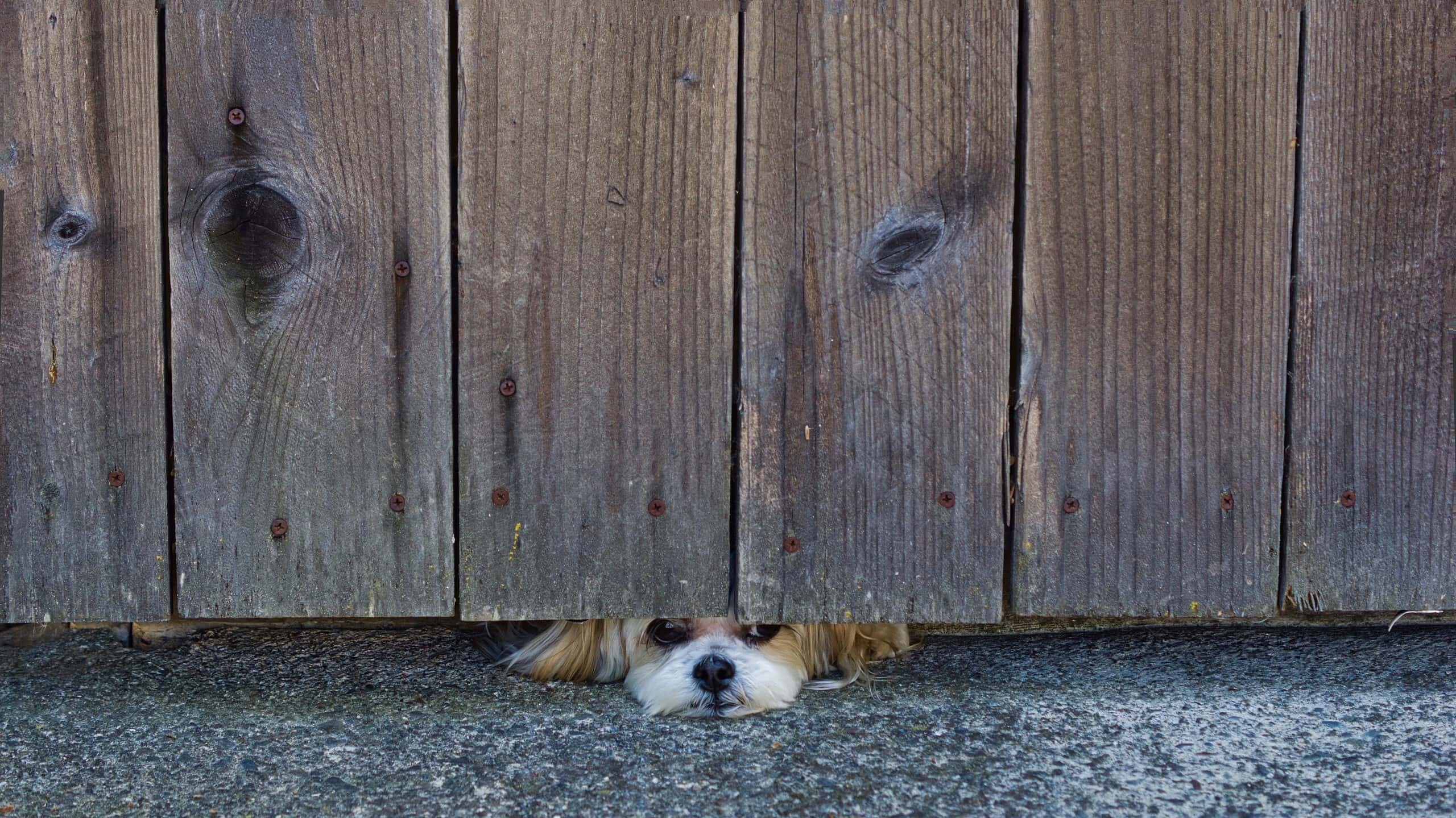 Adorable small dog peeking under a wooden fence with big eyes — the wistful look that often comes with whining