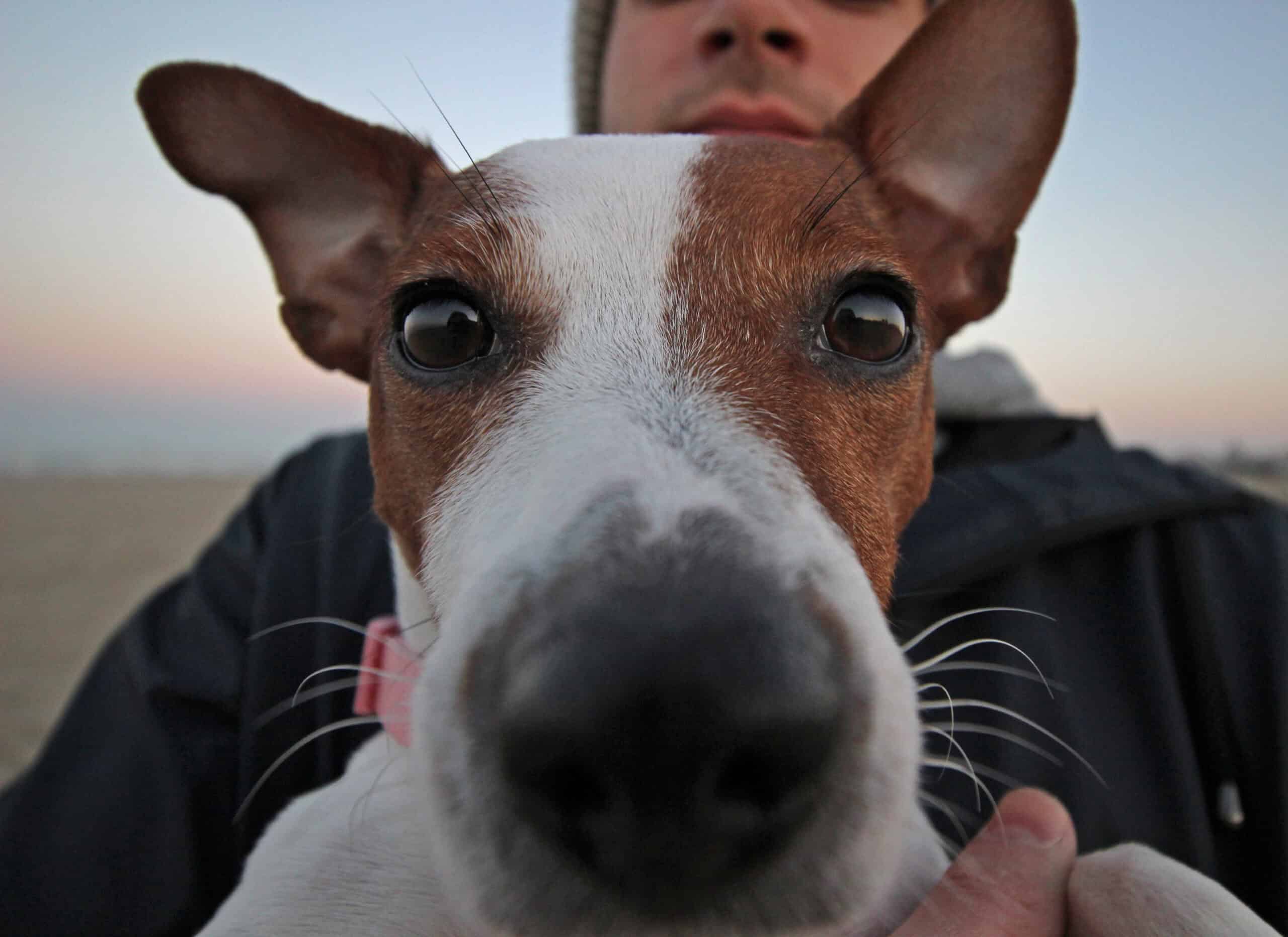 Adorable Jack Russell terrier looking up at the camera, waiting for a measured meal