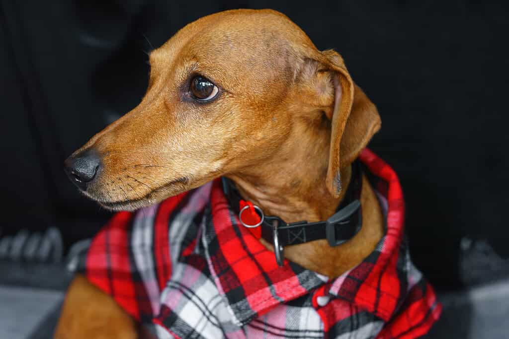 Dog with a red plaid shirt and NFC pet ID tag around neck.