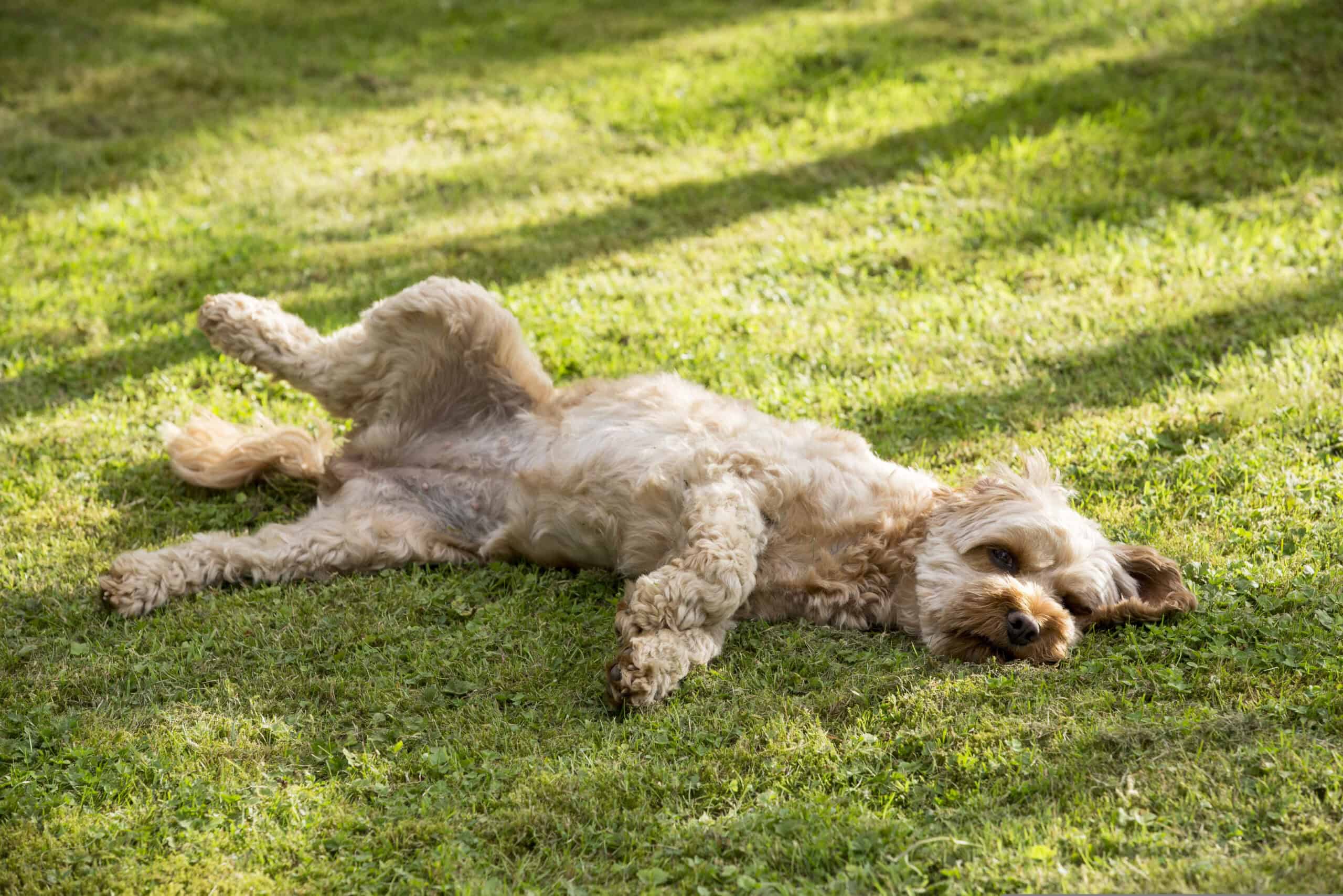 Adorable fluffy cavapoo rolling joyfully in the green grass in the sunshine