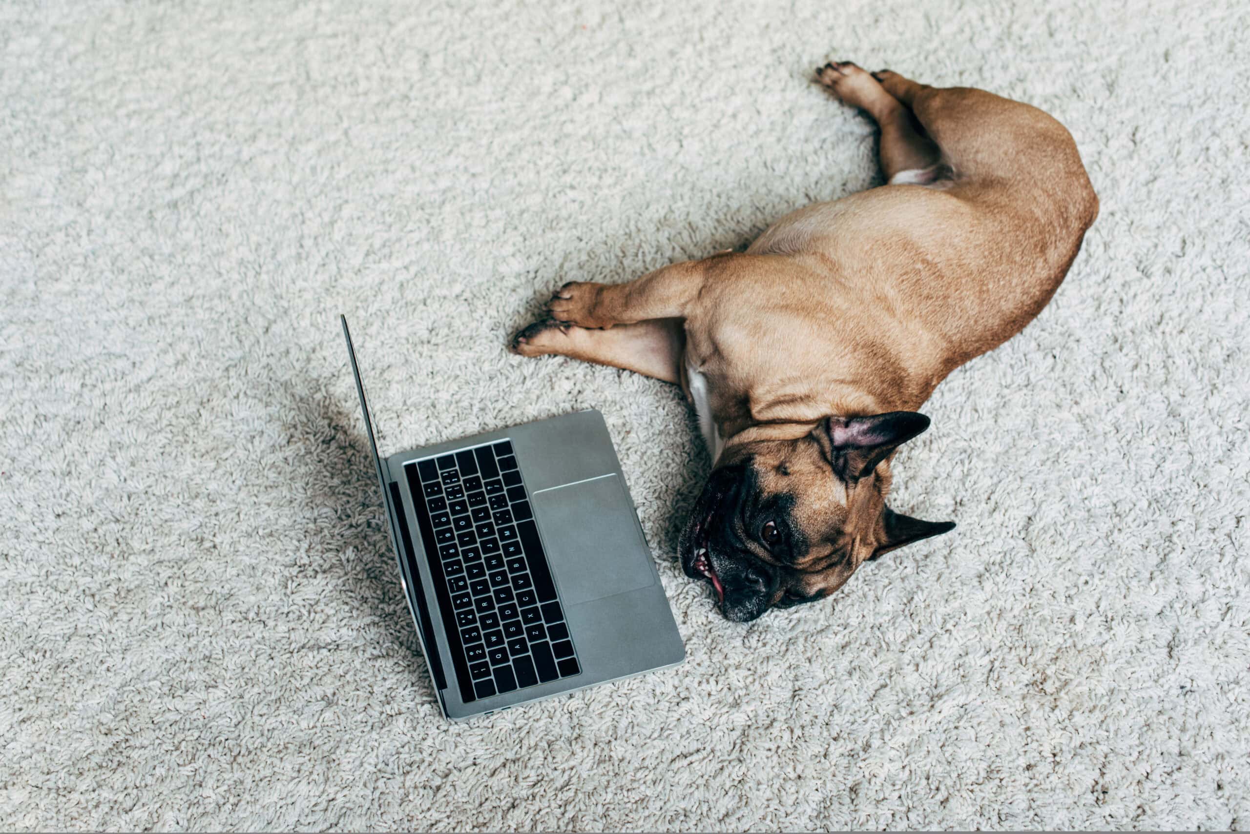 Adorable French bulldog stretched out on a carpet beside a laptop while home alone