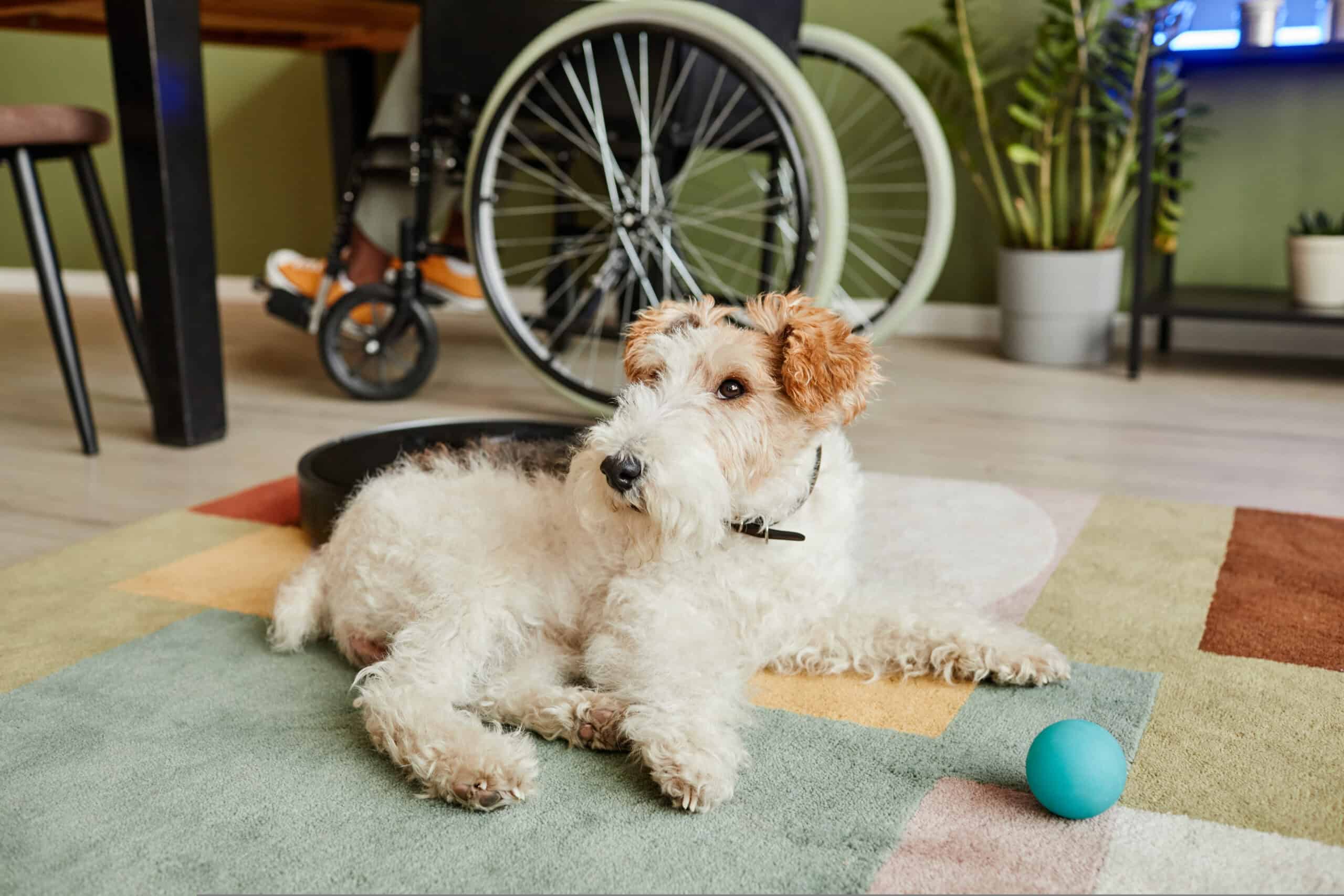 Adorable wire fox terrier resting on a rug indoors, taking the weight off a sore leg