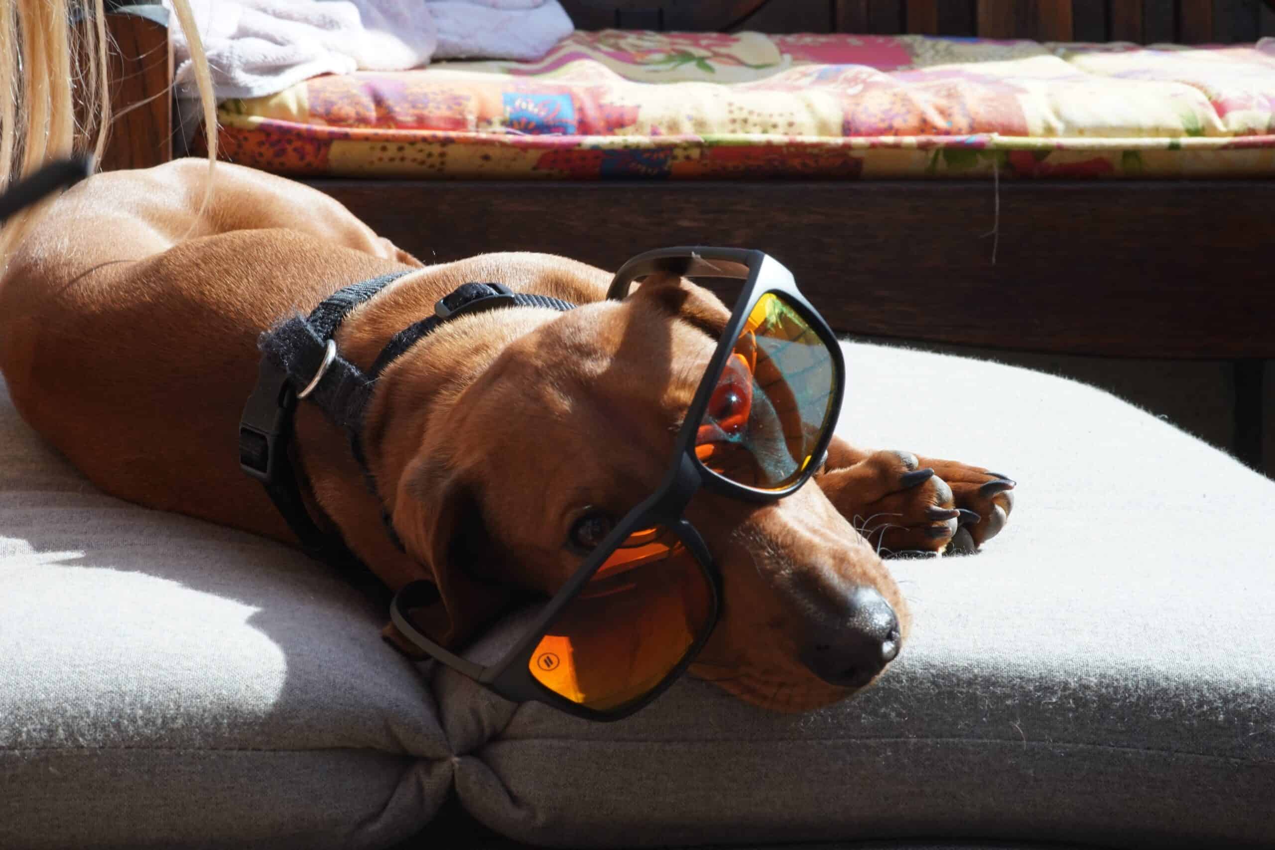 Adorable dachshund lounging comfortably in the sun, relaxed and not scratching