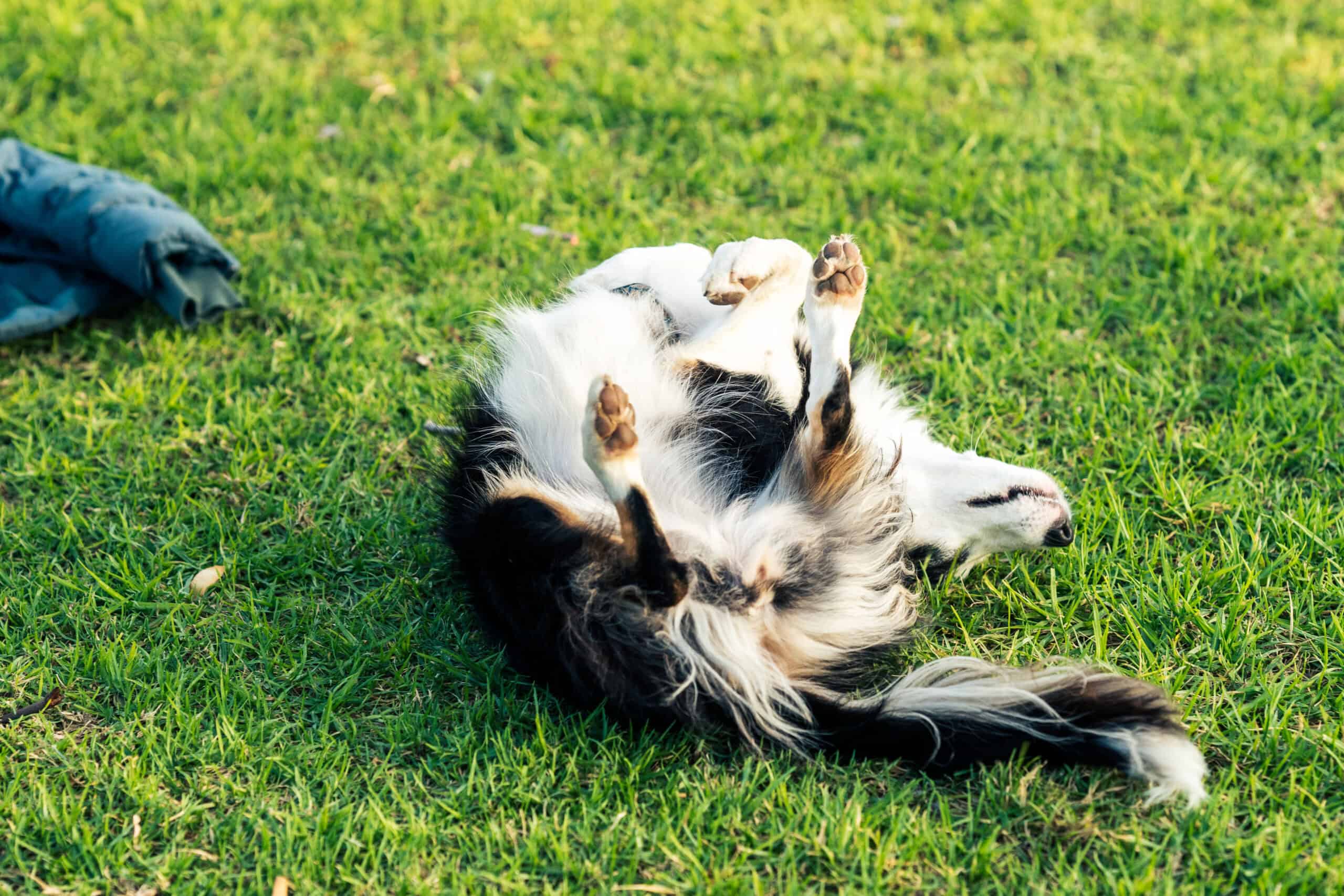 Adorable black and white dog rolling happily on its back in the spring grass, shedding fur everywhere