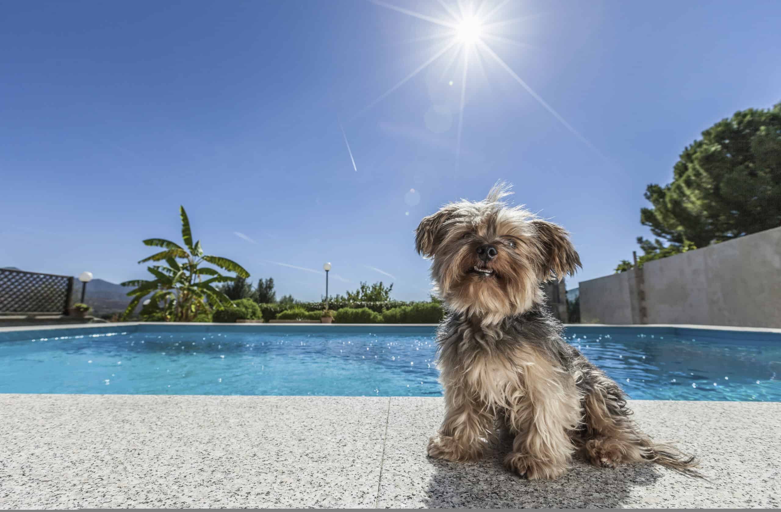 Adorable scruffy terrier sitting beside a swimming pool in bright summer sunshine