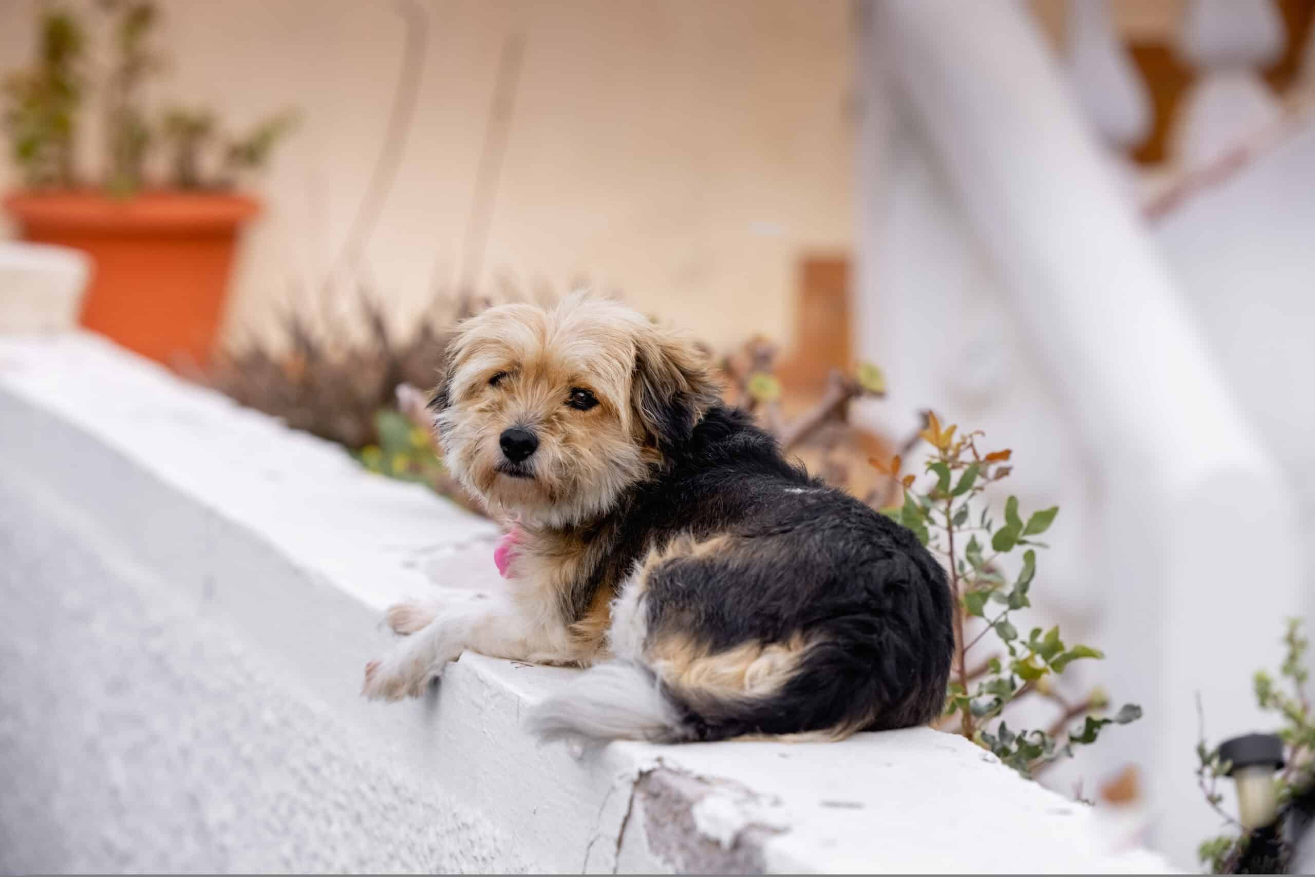 Adorable scruffy small dog resting comfortably in the sunshine on a white wall