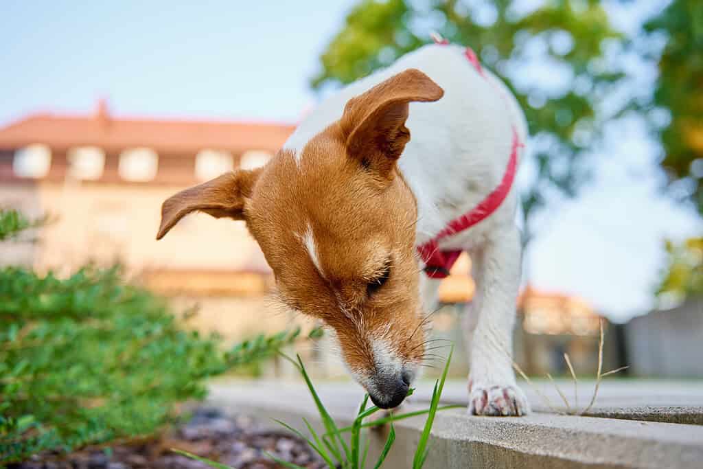 Small dog sniffing grass outdoors with a designer pet ID tag.