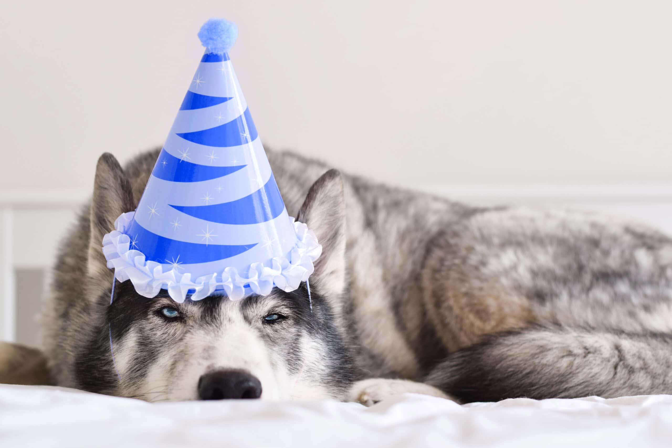 Adorable husky wearing a blue party hat lying calmly on a soft white blanket