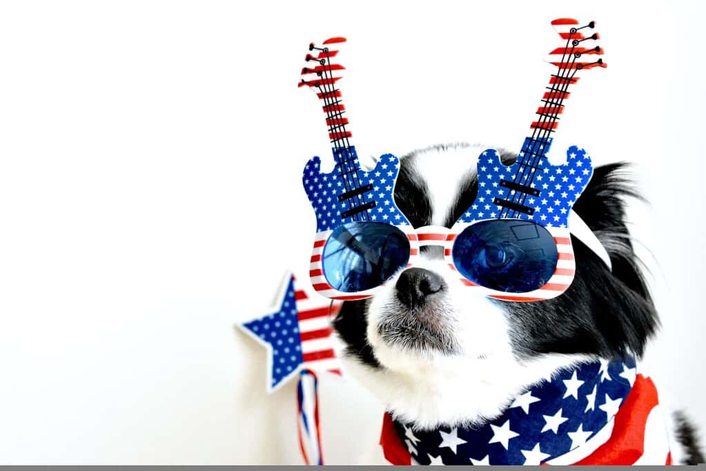Dog wearing patriotic sunglasses and bandana with American flag design.