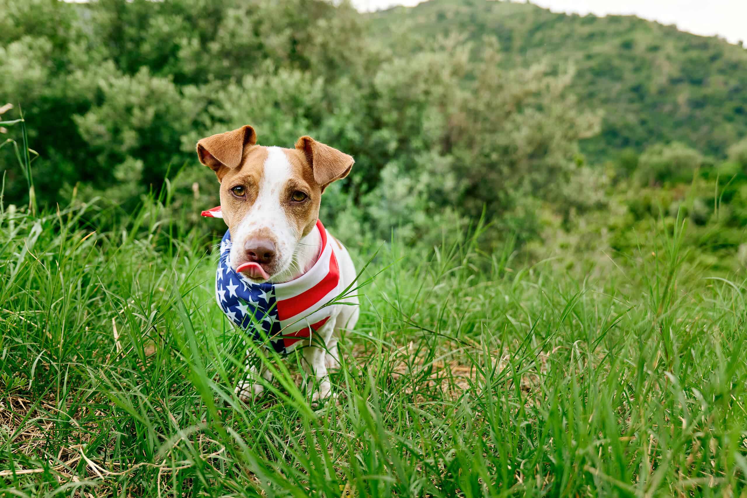 Adorable young terrier puppy running through tall green grass wearing a bandana