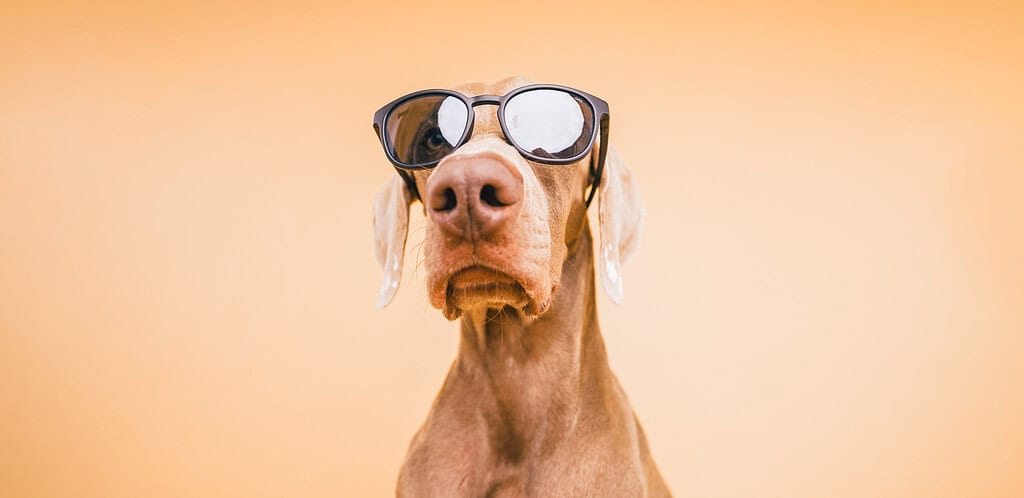 Dog wearing sunglasses with a designer acrylic pet ID tag.