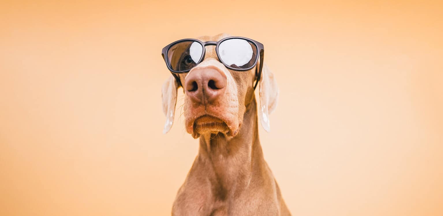 Dog wearing sunglasses with a designer acrylic pet ID tag.