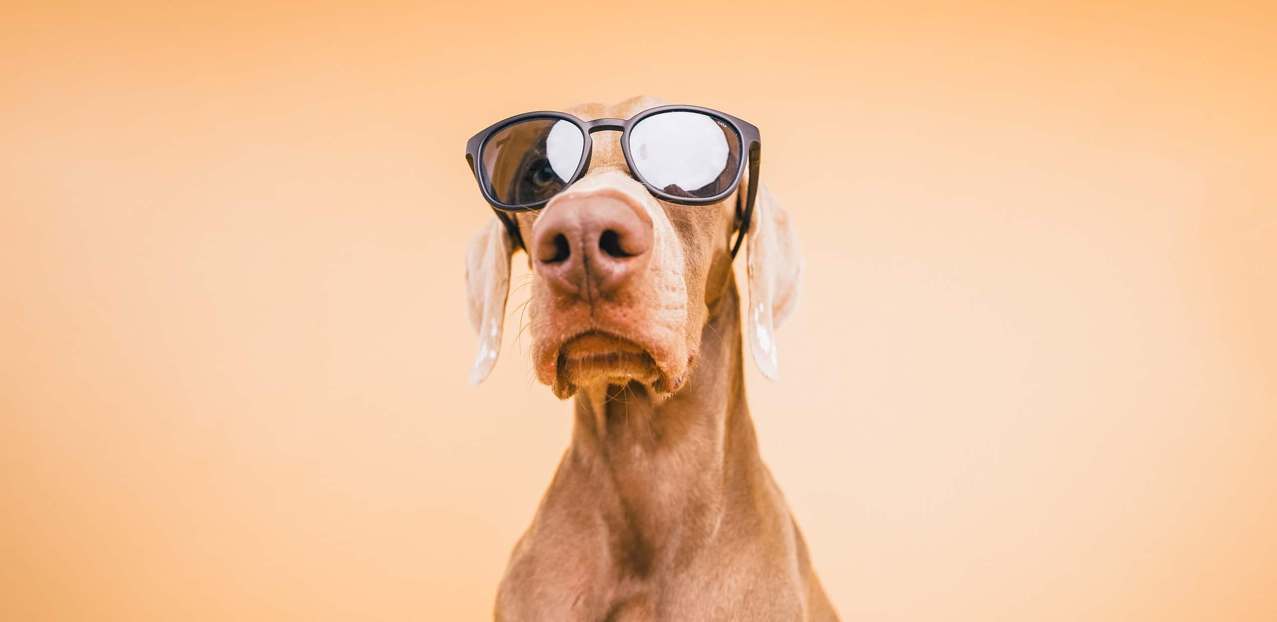 Adorable dog in sunglasses showing off a custom smart pet ID tag