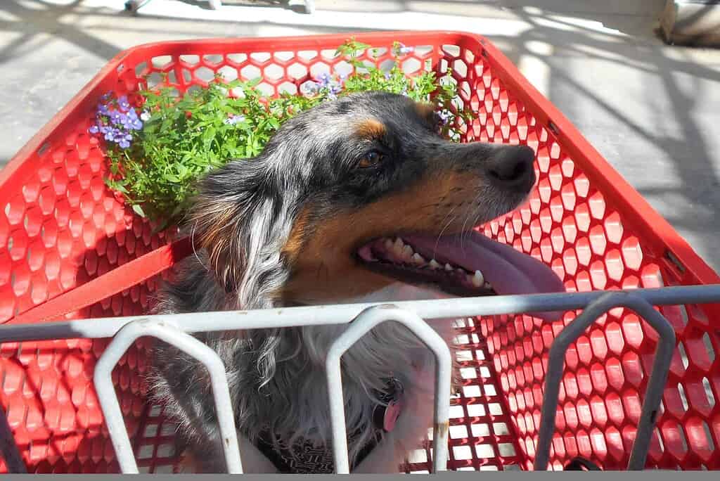Cute dog sitting in a shopping cart with flowers, ready to shop for a custom dog tag