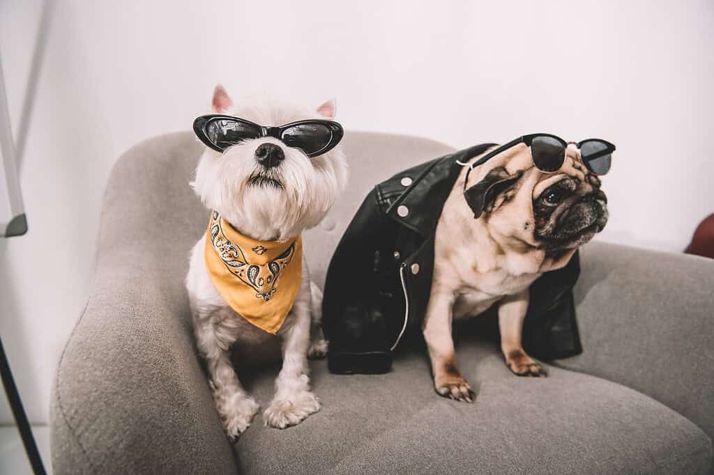 Two dogs wearing sunglasses and accessories on a sofa.