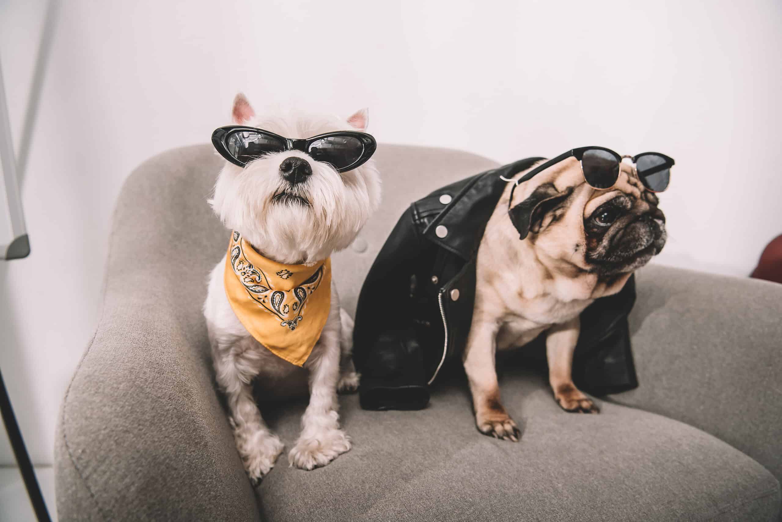 Two adorable dogs in sunglasses comparing AirTags and NFC smart pet ID tags