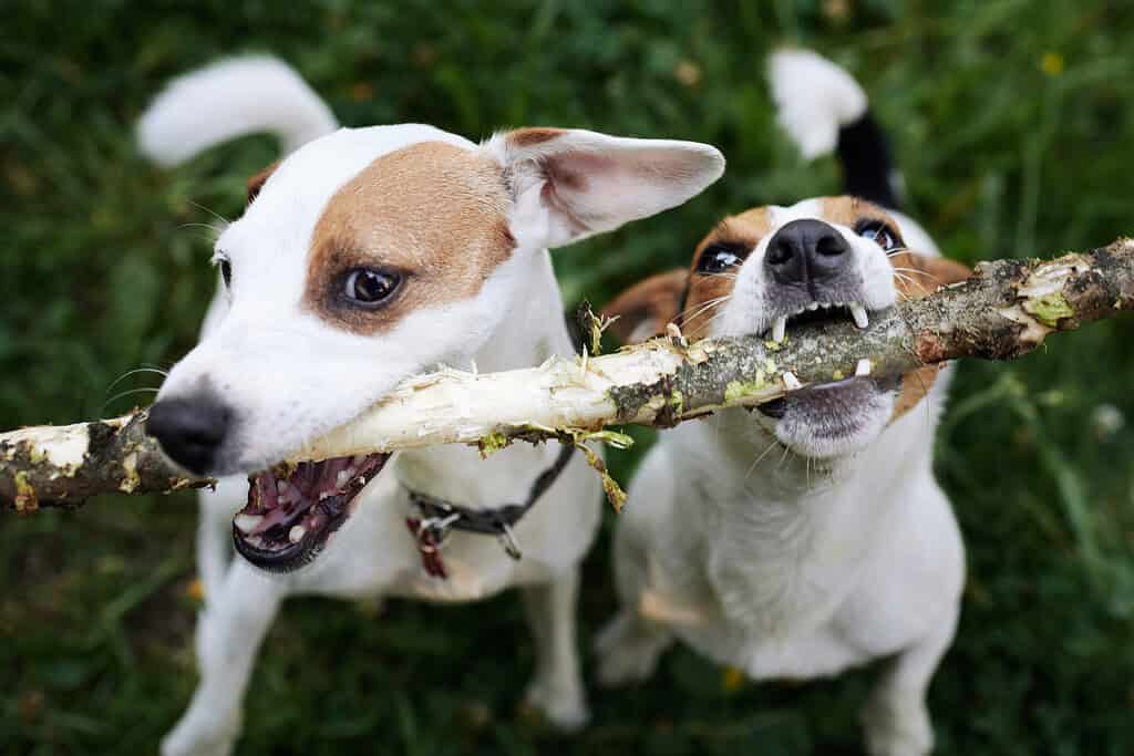 Two dogs playing with a stick outdoors in a grassy area.