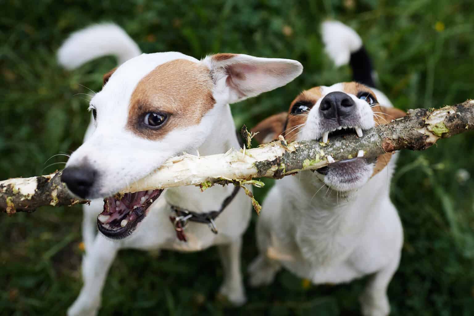Two dogs playing with a stick outdoors in a grassy area.