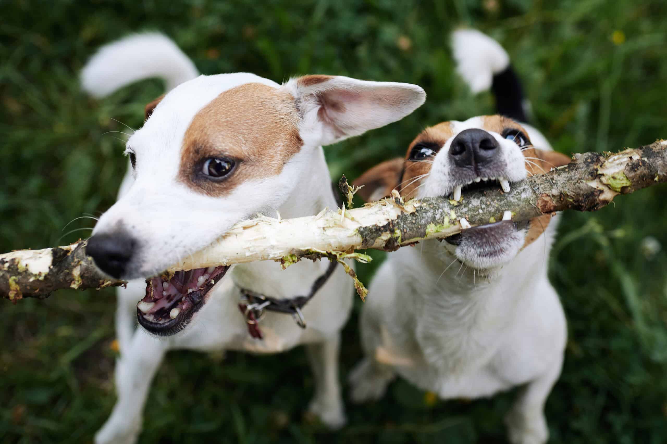Two active dogs playing outdoors with silent slide-on pet ID tags