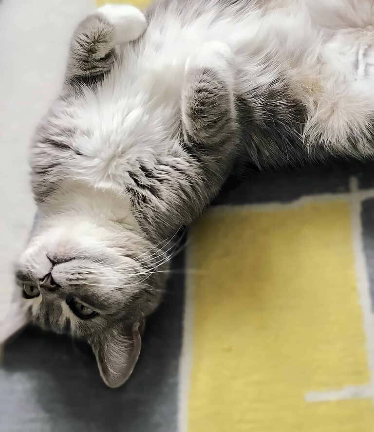 Adorable gray and white cat lying on its back with paws up, relaxing at home