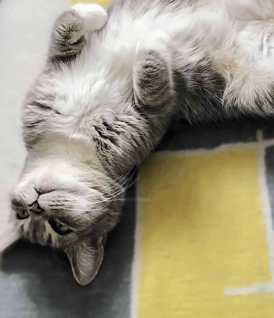 Adorable gray and white cat lying on its back with paws up, relaxing at home