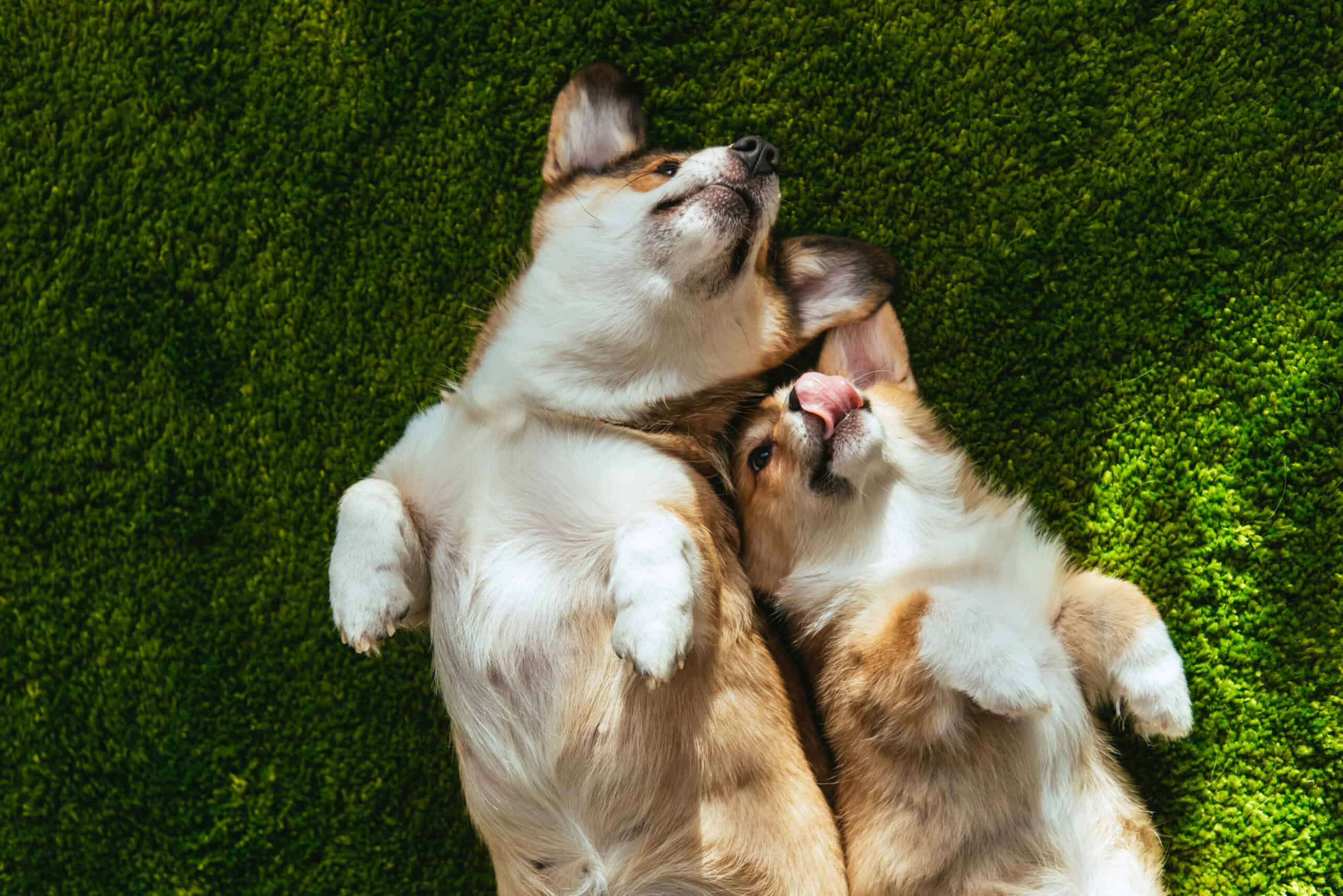 Two adorable Welsh Corgi puppies rolling belly-up together on bright green grass