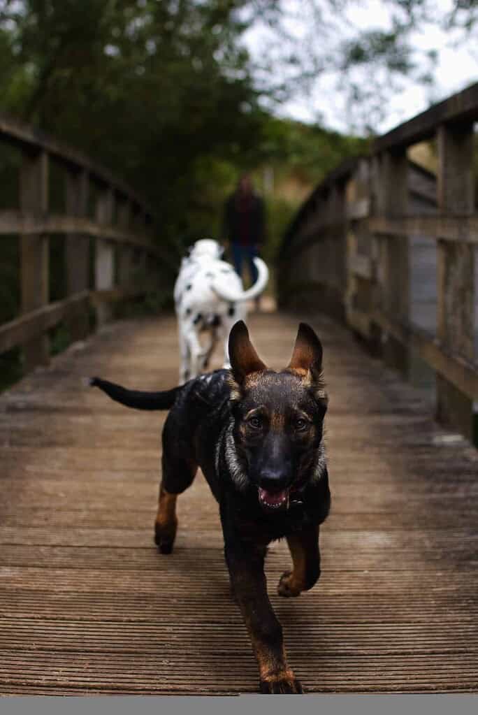 Dog running on a wooden bridge with a person and another dog in the background.