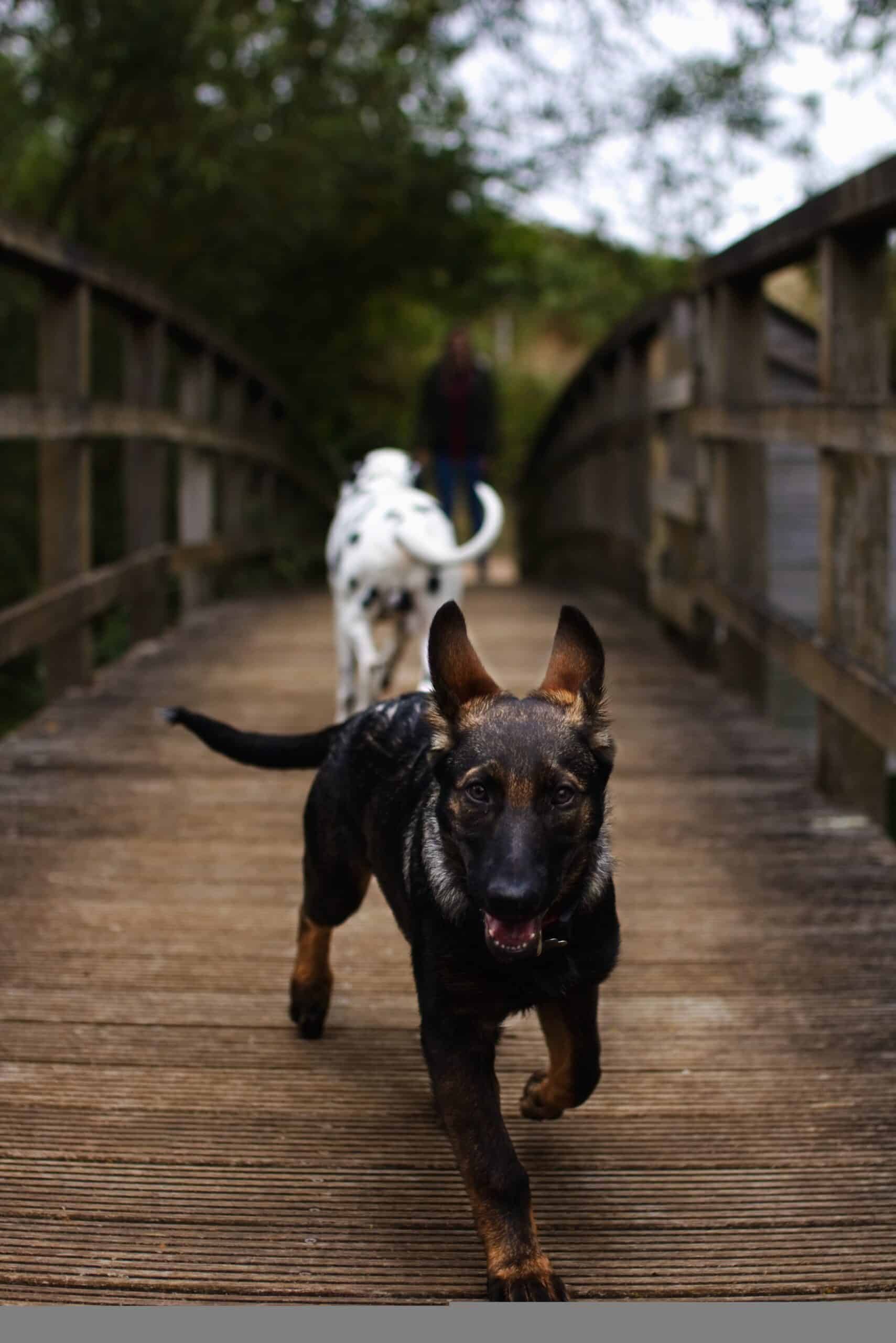 Adorable dog running happily along a wooden bridge outdoors with a friend behind