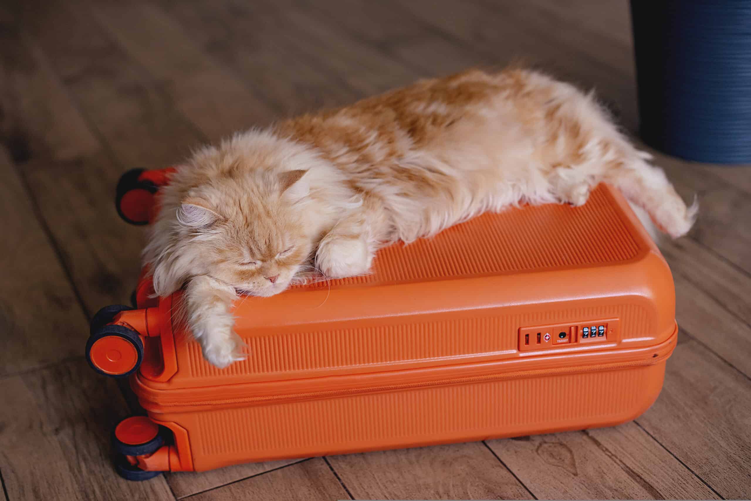Fluffy ginger cat lounging happily on an orange suitcase, ready for an outdoor adventure