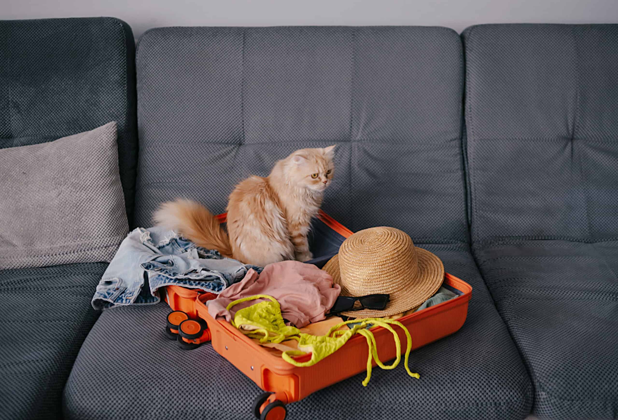 Adorable fluffy cream Persian cat sitting contentedly in an open suitcase on a soft grey sofa