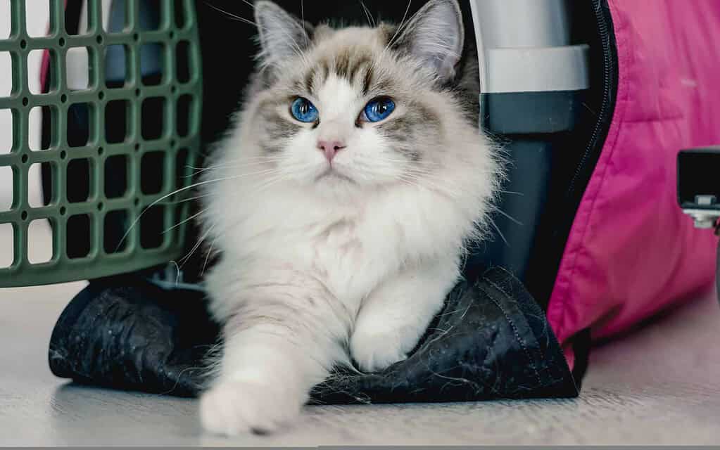 Fluffy cat with blue eyes near pet carrier and pink bag.