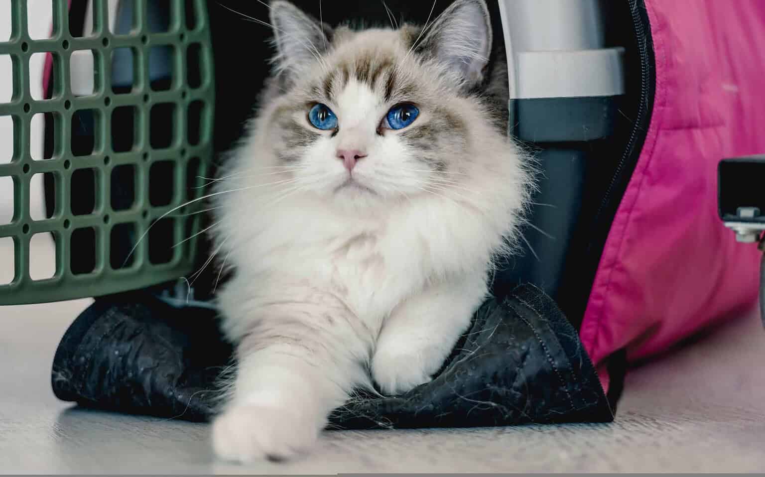 Fluffy cat with blue eyes near pet carrier and pink bag.