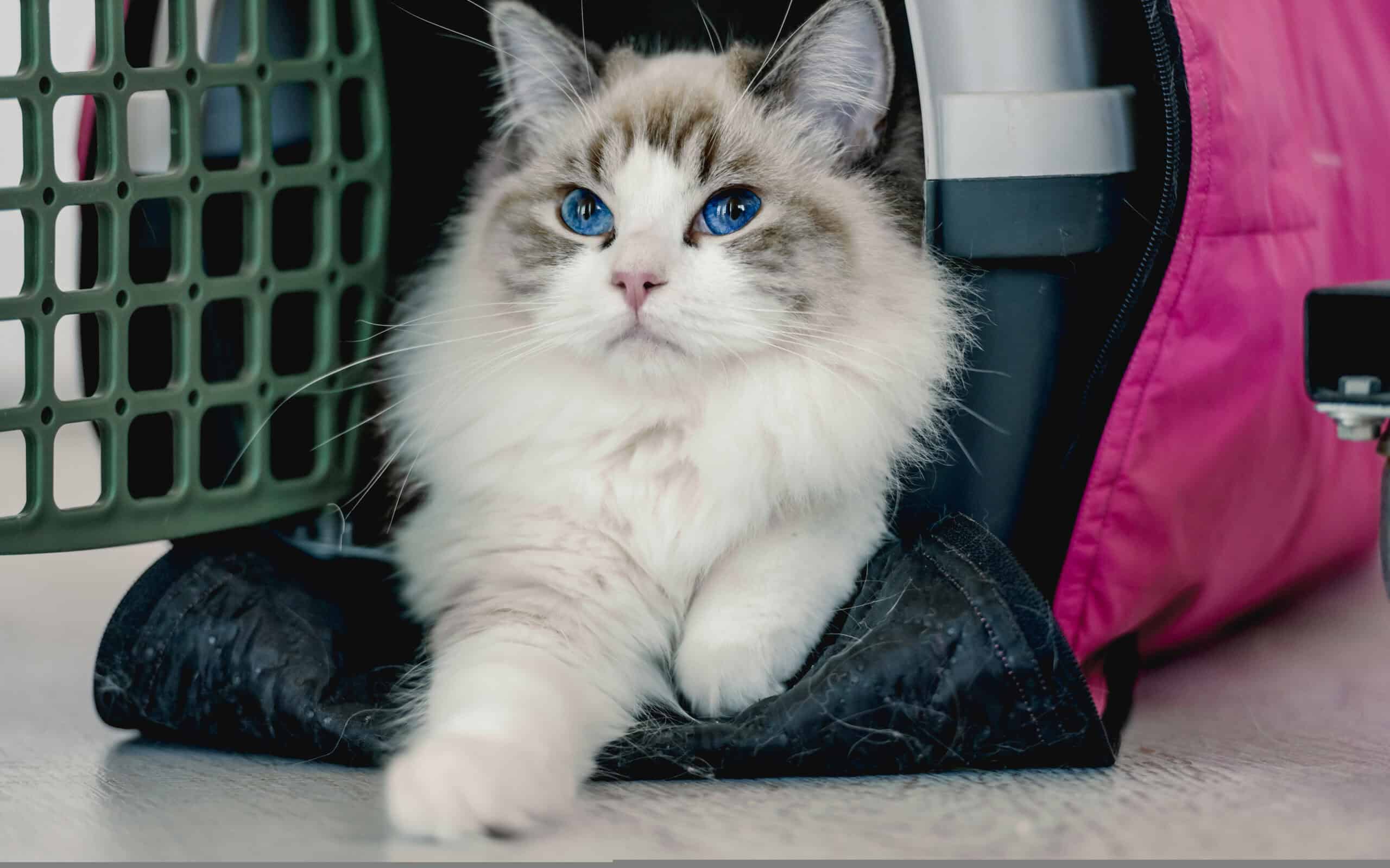 Fluffy ragdoll kitten with bright blue eyes peeking out of a pet carrier
