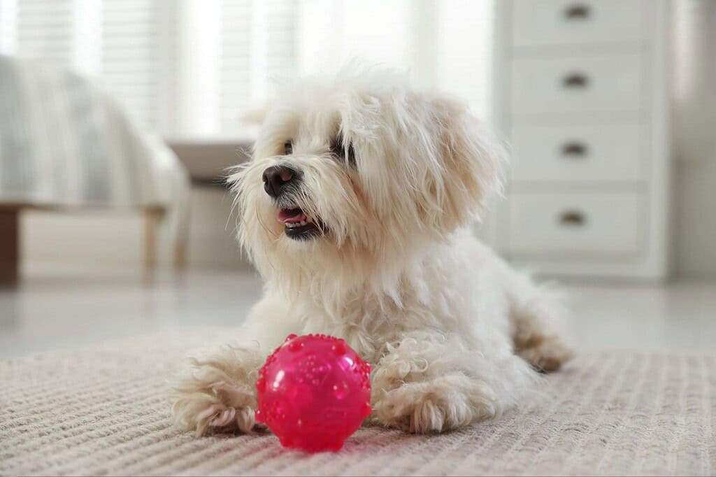 Adorable white dog lying on carpet with red rubber ball toy.