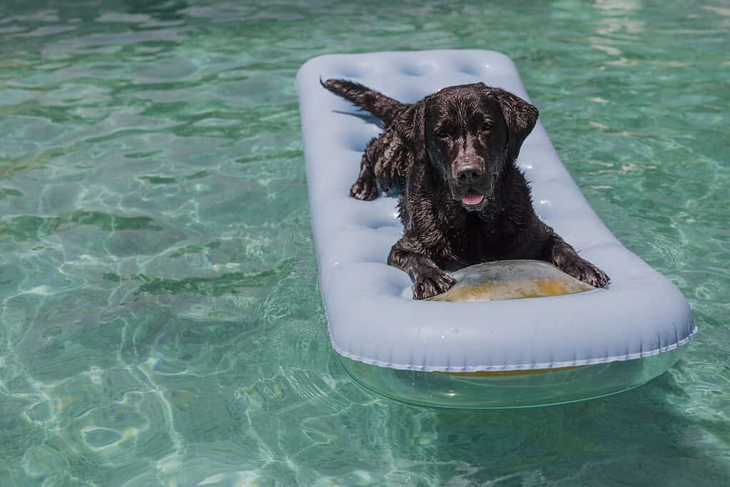 Dog on inflatable float in clear pool water.