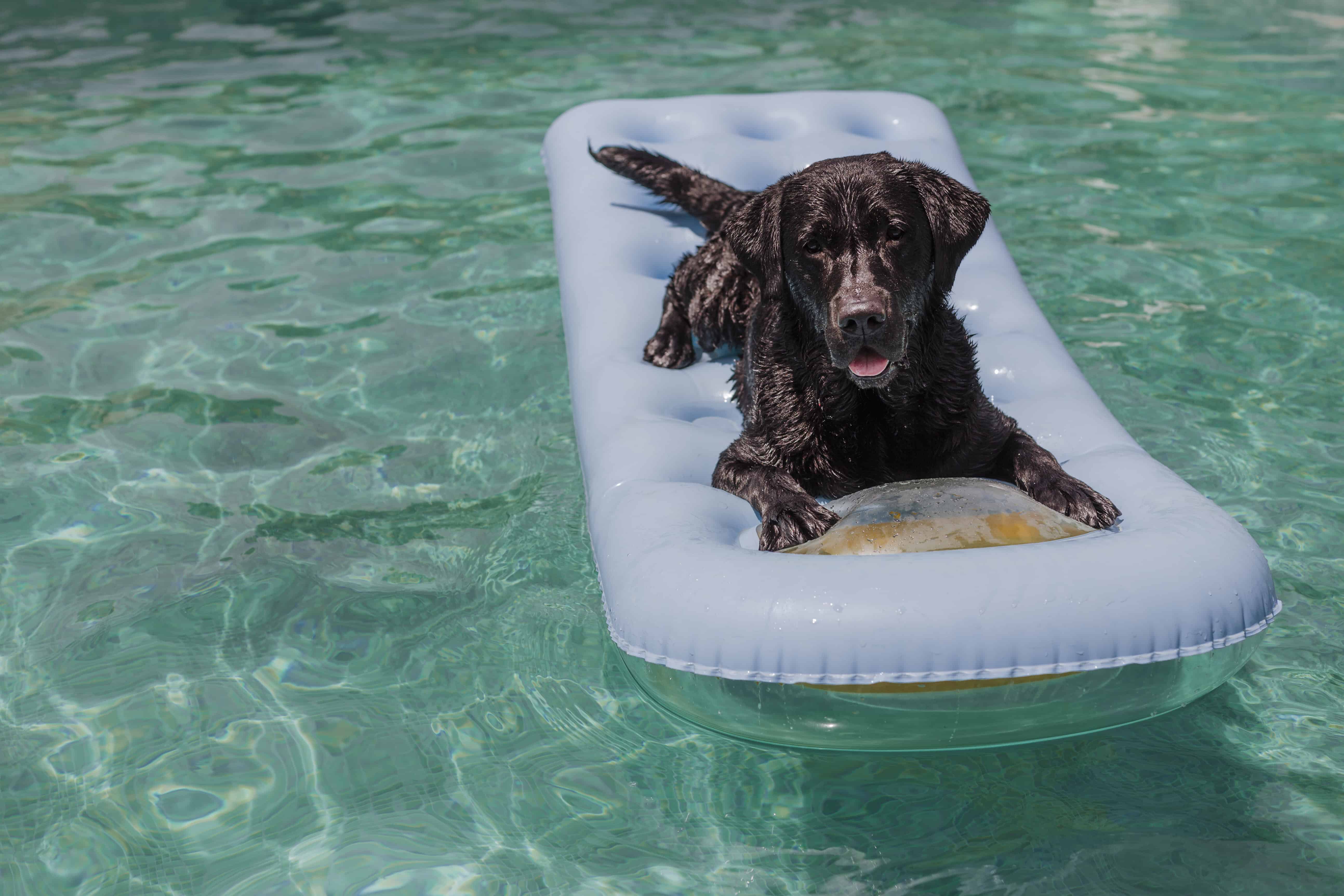 Adorable black Labrador lying on an inflatable float in a bright blue pool