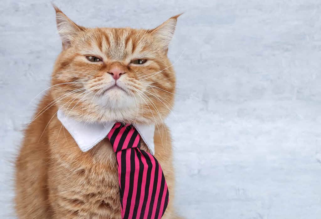 Orange tabby cat wearing a white collar and pink striped tie.