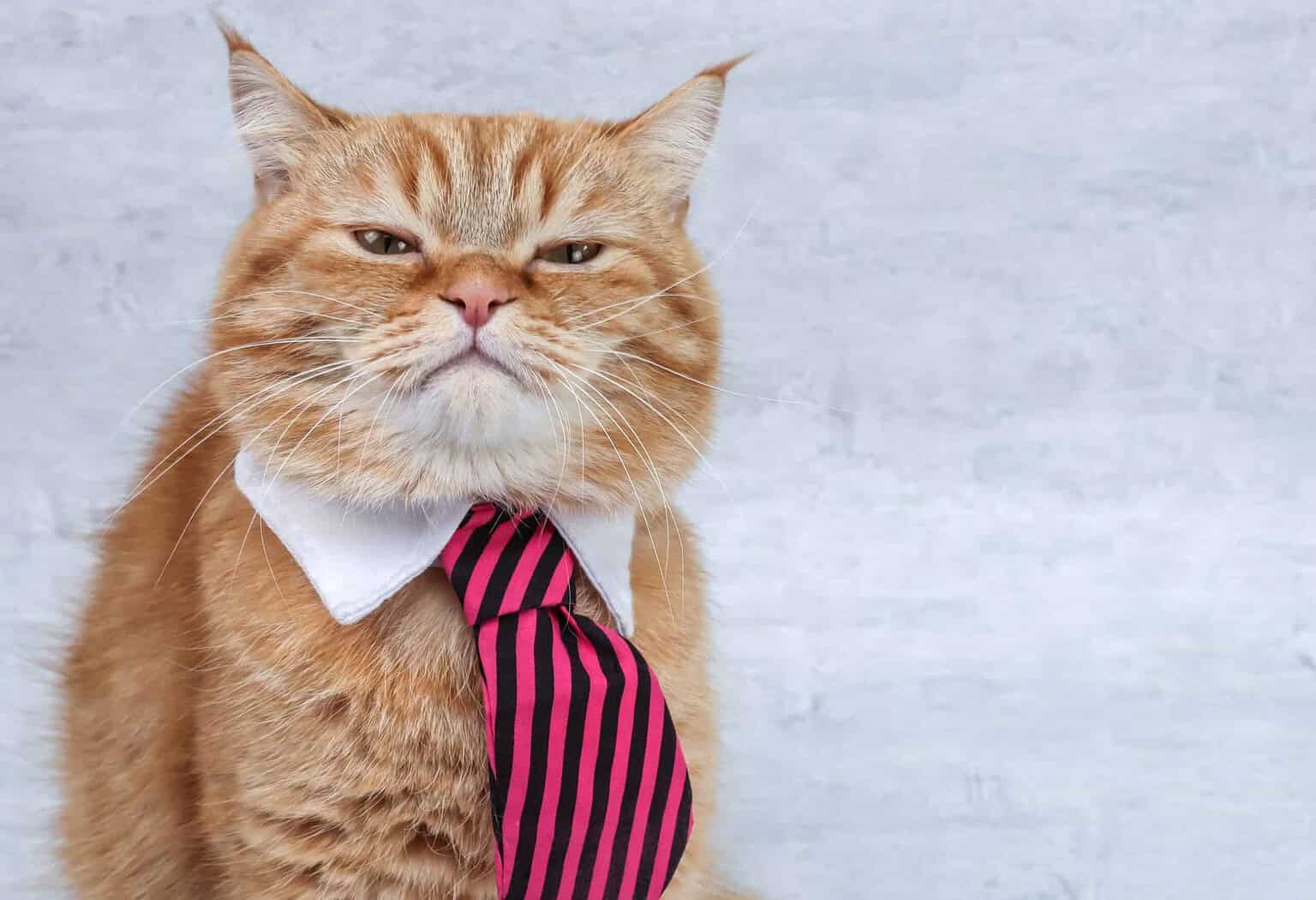 Orange tabby cat wearing a white collar and pink striped tie.