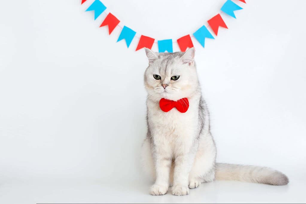 Adorable cat wearing a red bow tie with festive bunting in background.