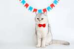 Adorable cat wearing a red bow tie with festive bunting in background.