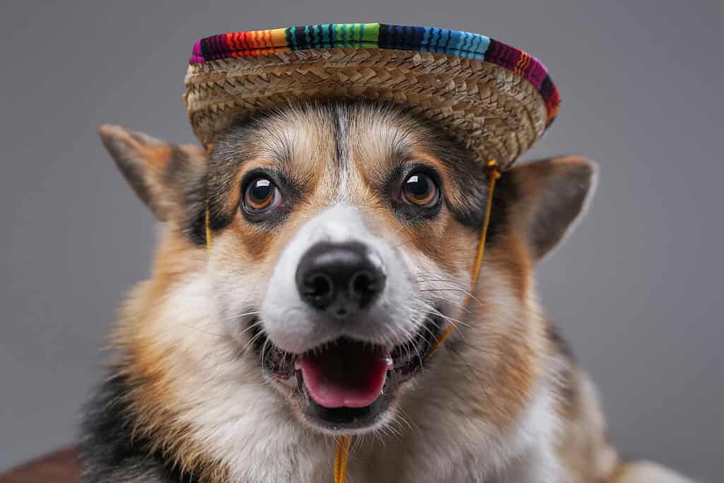 Adorable dog wearing a colorful sombrero hat.