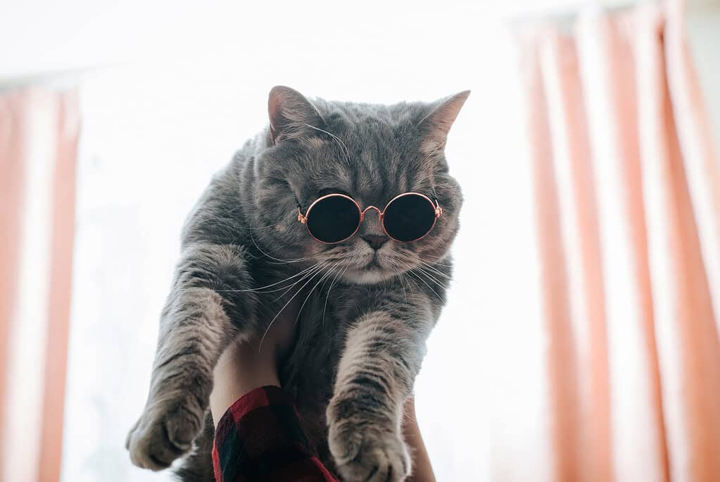 Gray tabby cat wearing round sunglasses, held up against a bright background.